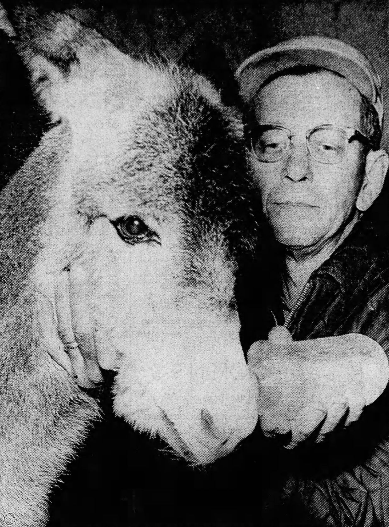 Baby burro